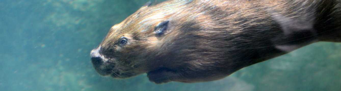 Beaver