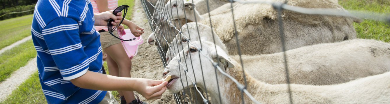 Agritourism: Children feeding goats
