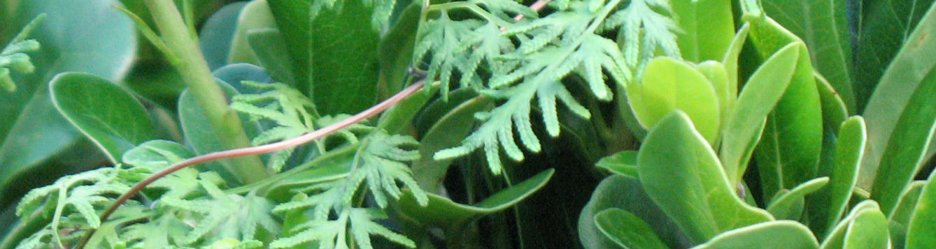 Japanese climbing fern