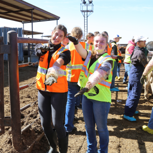 Two students on a dairy farm.