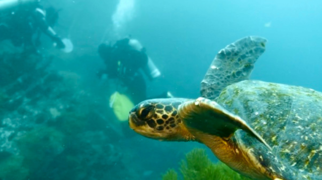 sea turtle swimming with divers under water