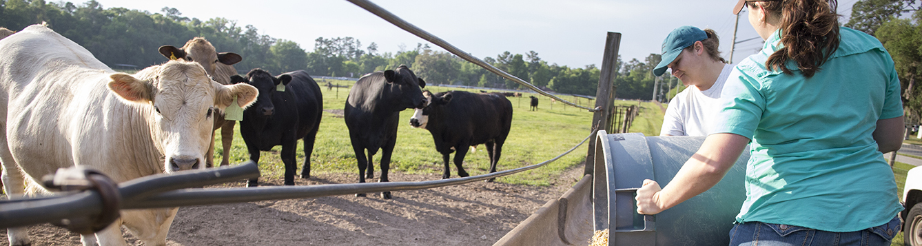 Animal Sciences students feeding cows at the Beef Teaching Unit.