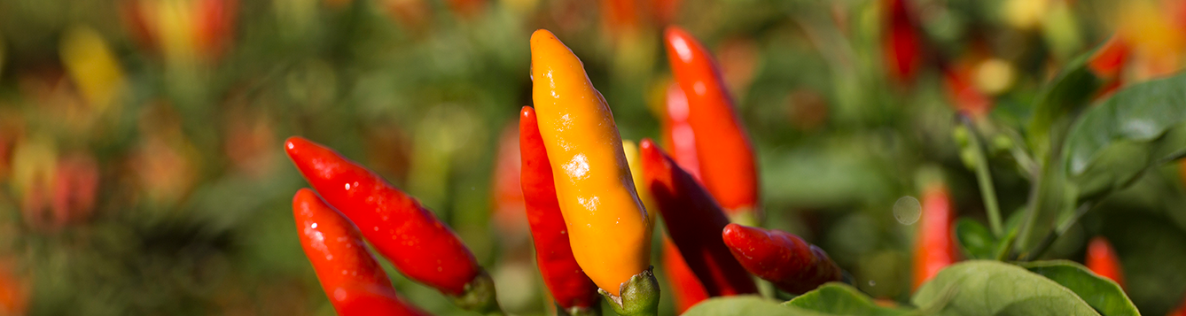 field of colorful pepper plants in yellow, orange, and red.