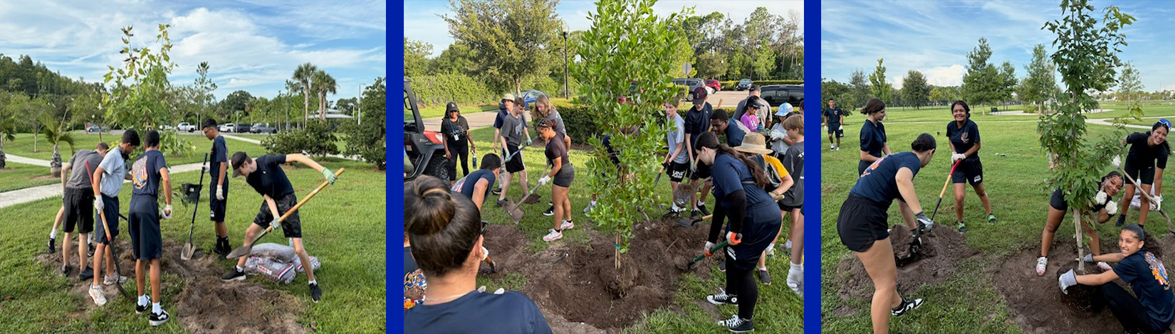 Volunteers planting trees in a park
