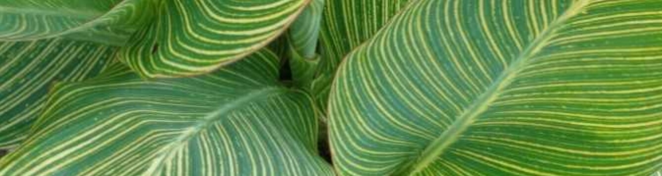 CANNA LILY PHASION aka Canna Durban Variegated Leaves