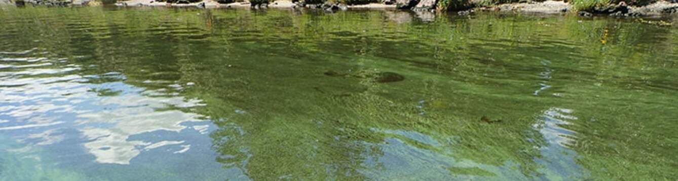 Cyanobacteria in the Caloosahatchee River in 2018
