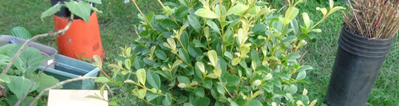 Eugenia topiary