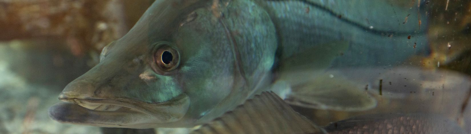 Snook fish in a tank.