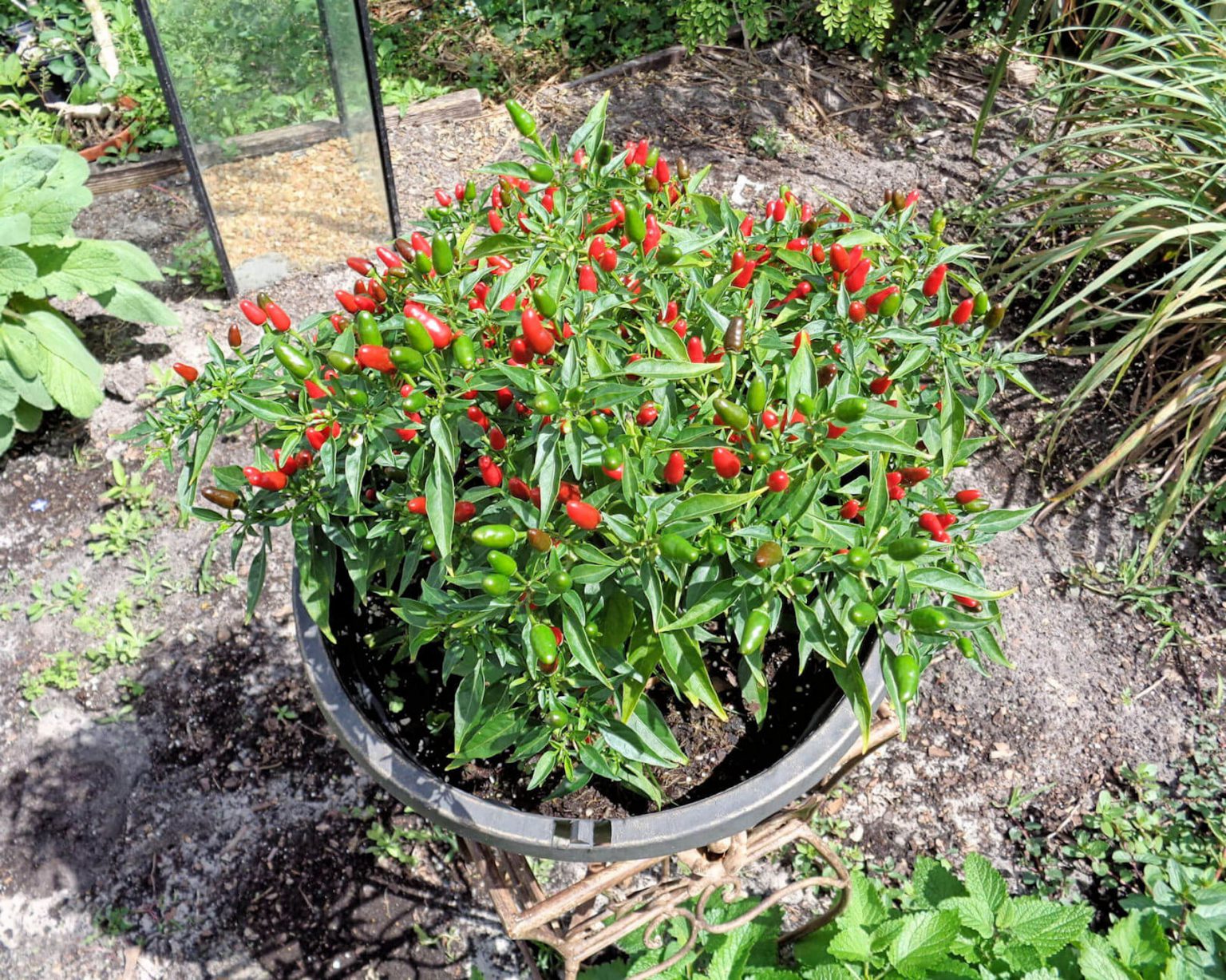 Tiny peppers, pretty hot, pretty ornamental - UF/IFAS Extension ...