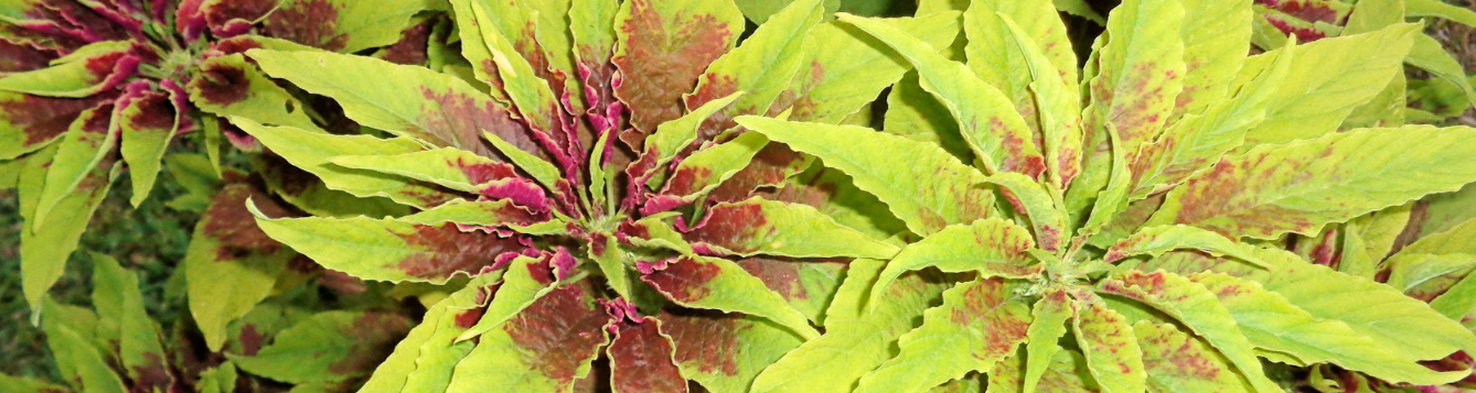 A colorful ornamental plant
