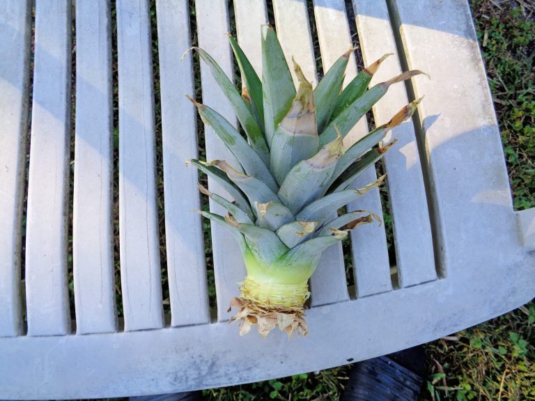 Pineapples Are Top Selection For Easy To Grow Backyard Fruit Ufifas