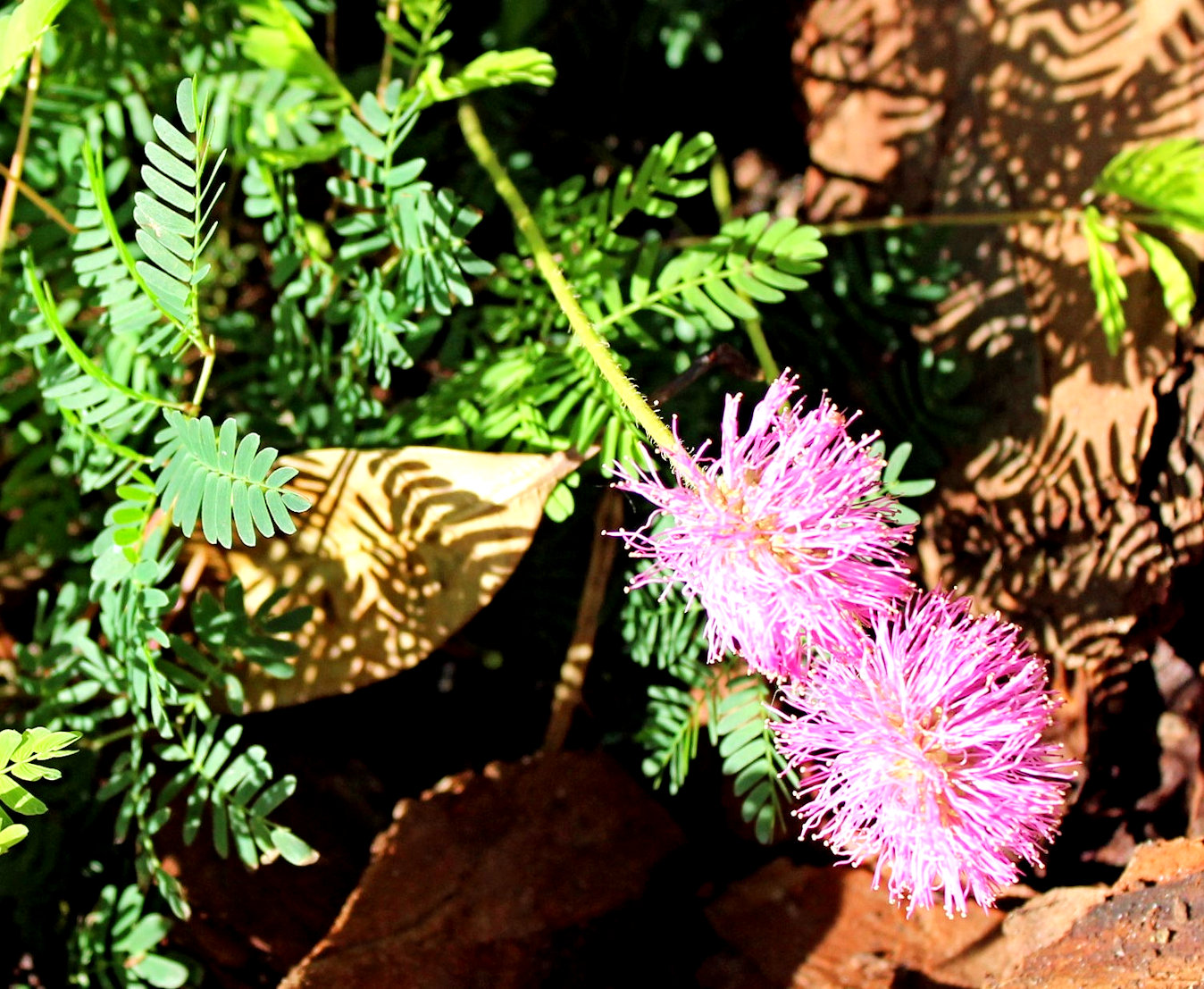 Drought Tolerant Superstars! UF/IFAS Extension Charlotte County