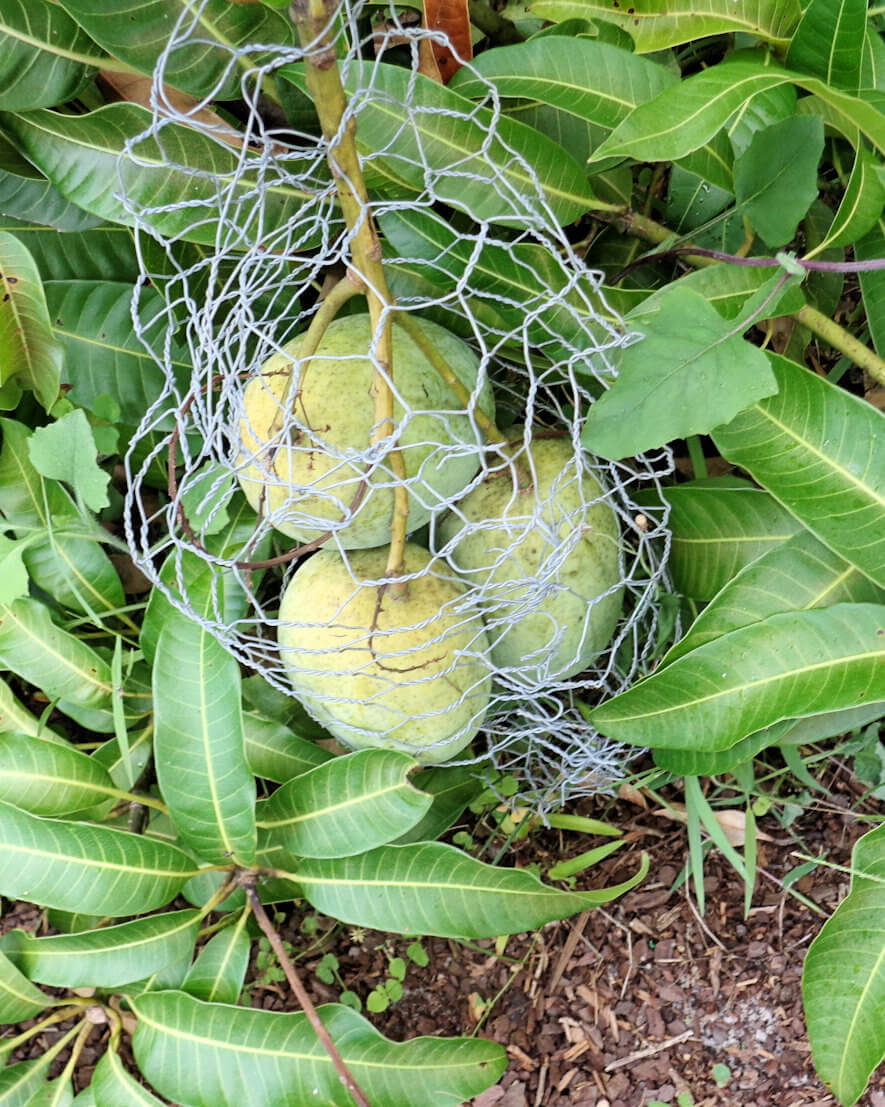A mango tree in your yard? UF/IFAS Extension Charlotte County