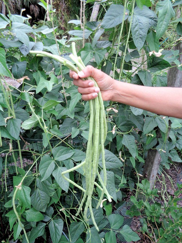 Long beans growing on a vine