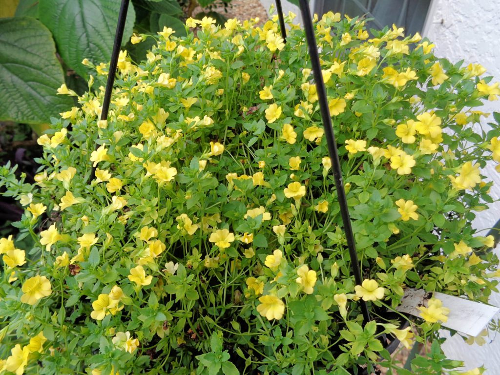 hanging basket plant with bright yellow flowers