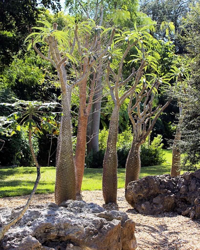 Madagascar palm
