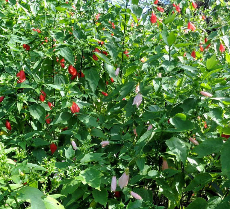 Wake up call for sleeping hibiscus - UF/IFAS Extension Charlotte County