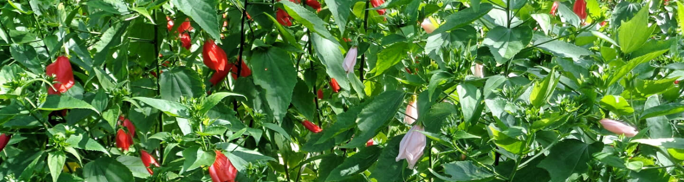 Wake up call for sleeping hibiscus - UF/IFAS Extension Charlotte County