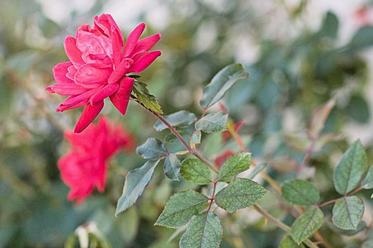 Gardening can be rosy UF/IFAS Extension Charlotte County