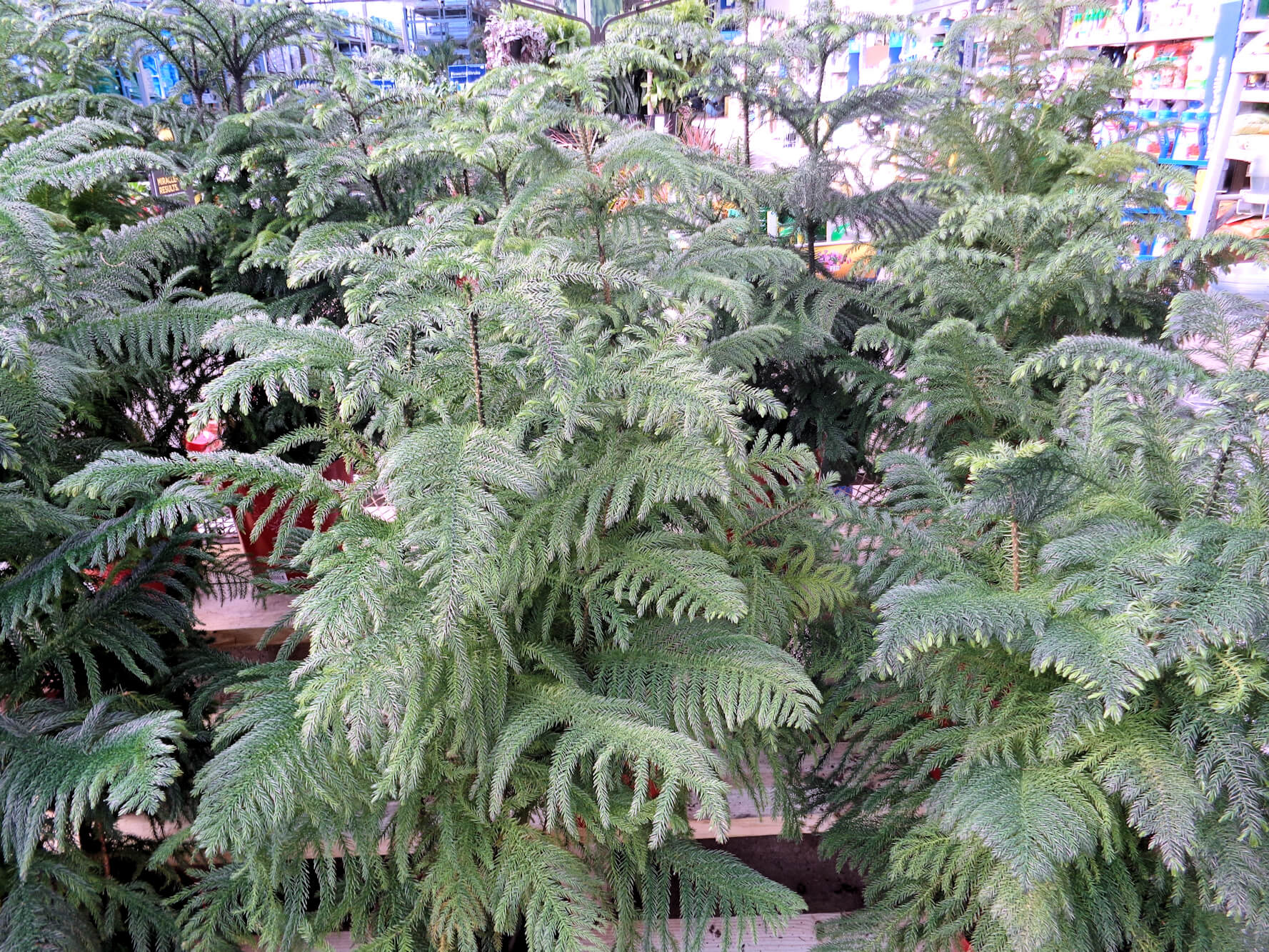 A living Christmas tree UF/IFAS Extension Charlotte County