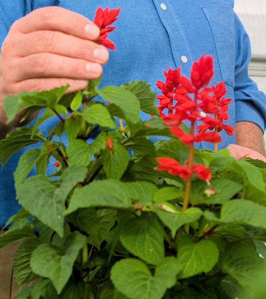 Annual red salvia