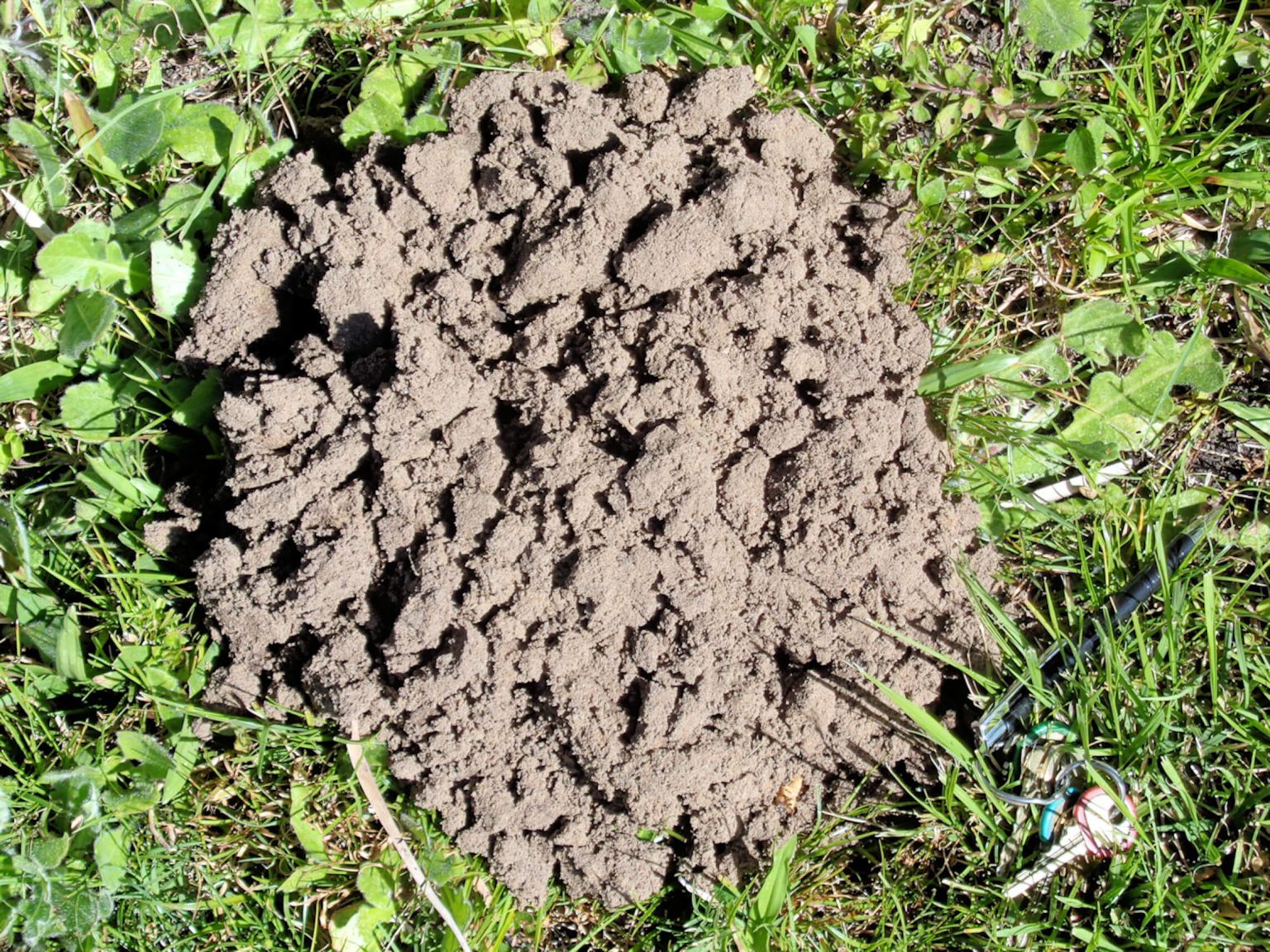 Don’t make a mountain out of a mole hill - UF/IFAS Extension Charlotte ...