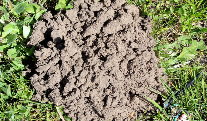 Don’t make a mountain out of a mole hill - UF/IFAS Extension Charlotte ...