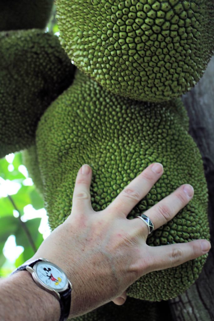 Illustration of the size of a jackfruit compared to a human hand