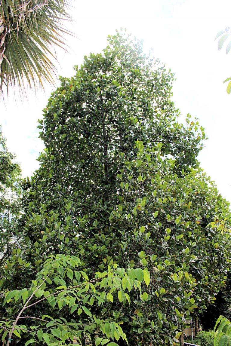 Pass the jackfruit UF/IFAS Extension Charlotte County