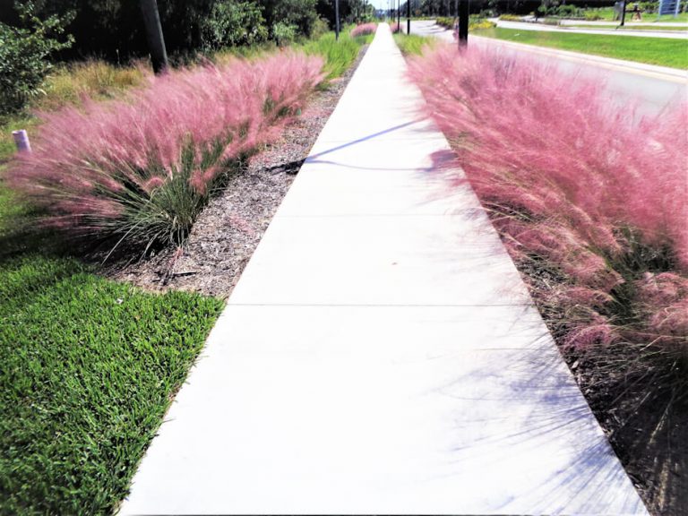 Pink makes you think it is Muhly grass time UF/IFAS Extension