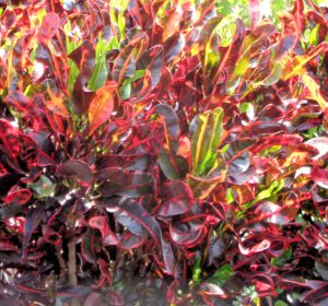 Brightly colored croton leaves
