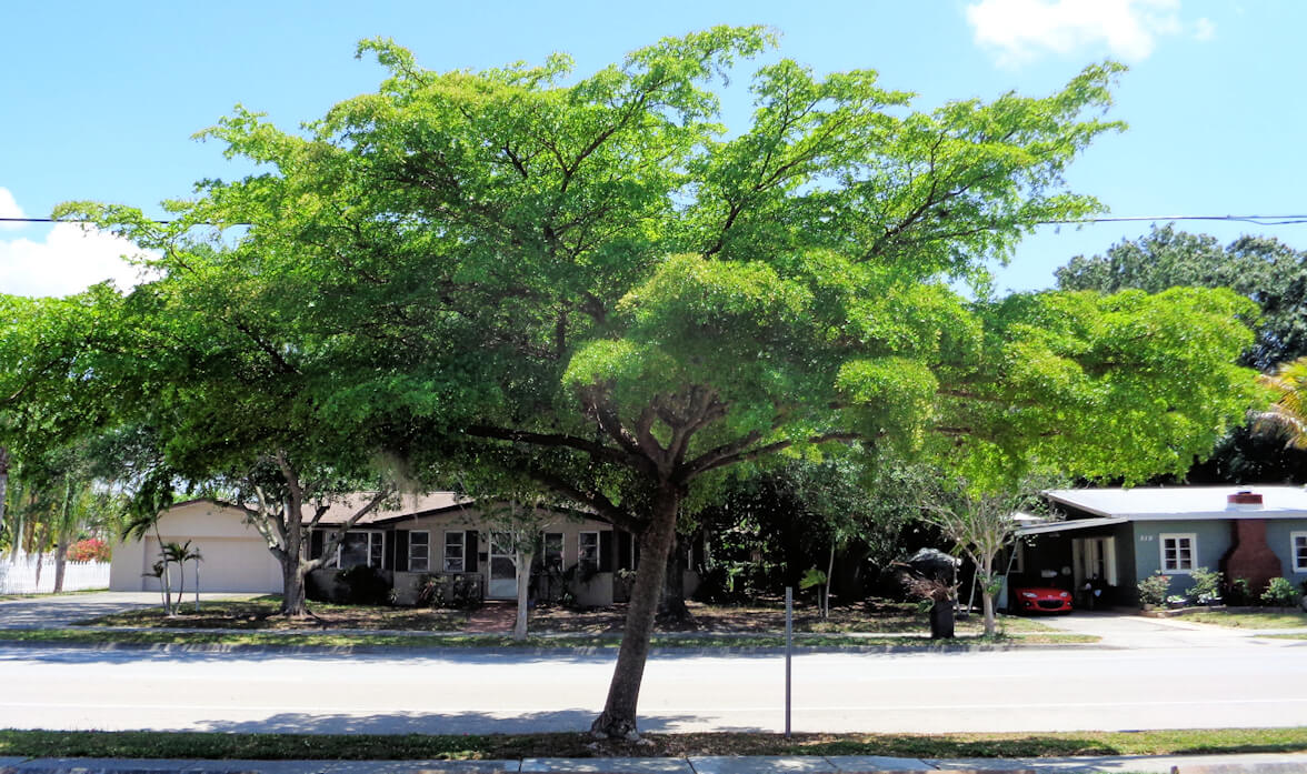 Shade but no olives - UF/IFAS Extension Charlotte County