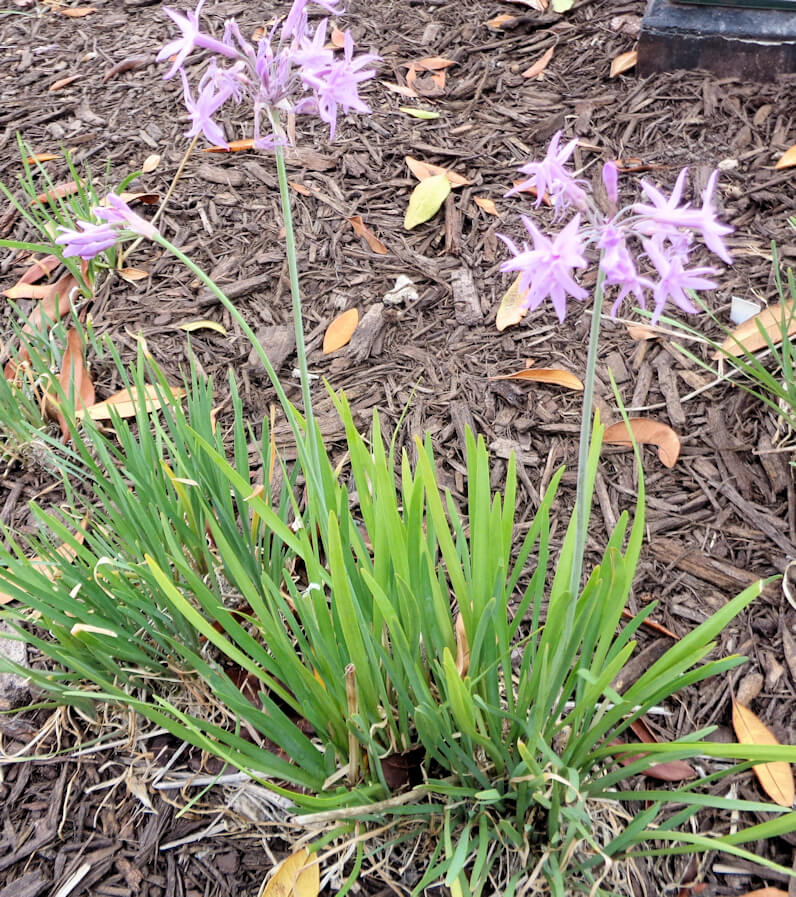 High society garlic? UF/IFAS Extension Charlotte County