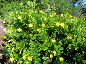 bush with shiny green leaves and bright yellow flowers