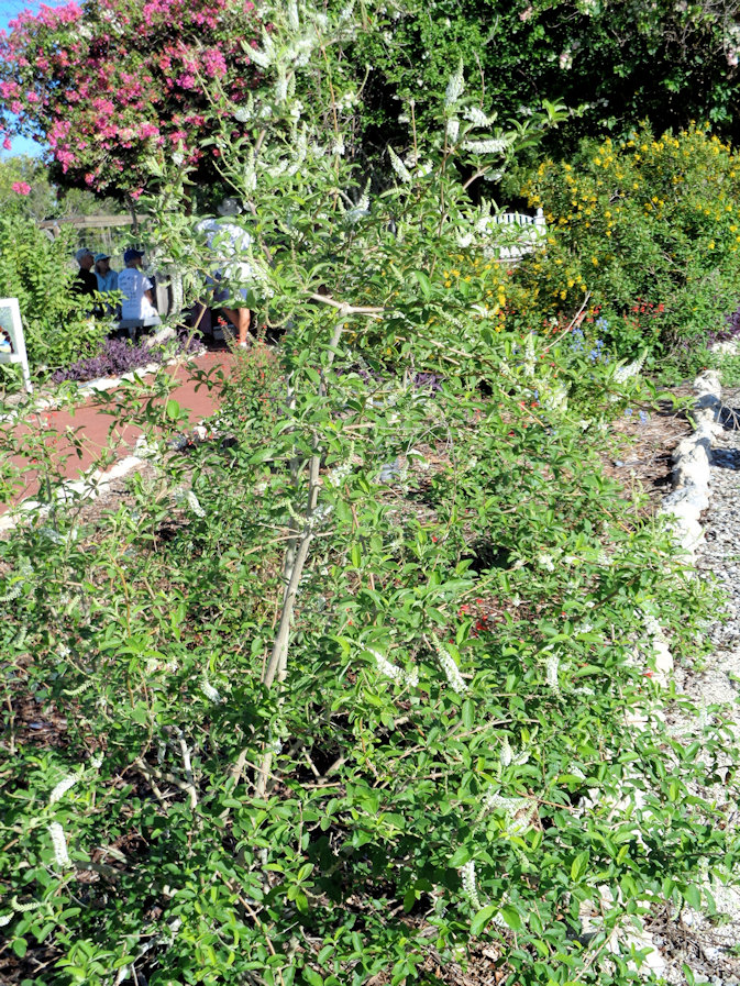 I smell a sweet almond in your future! UF/IFAS Extension Charlotte County