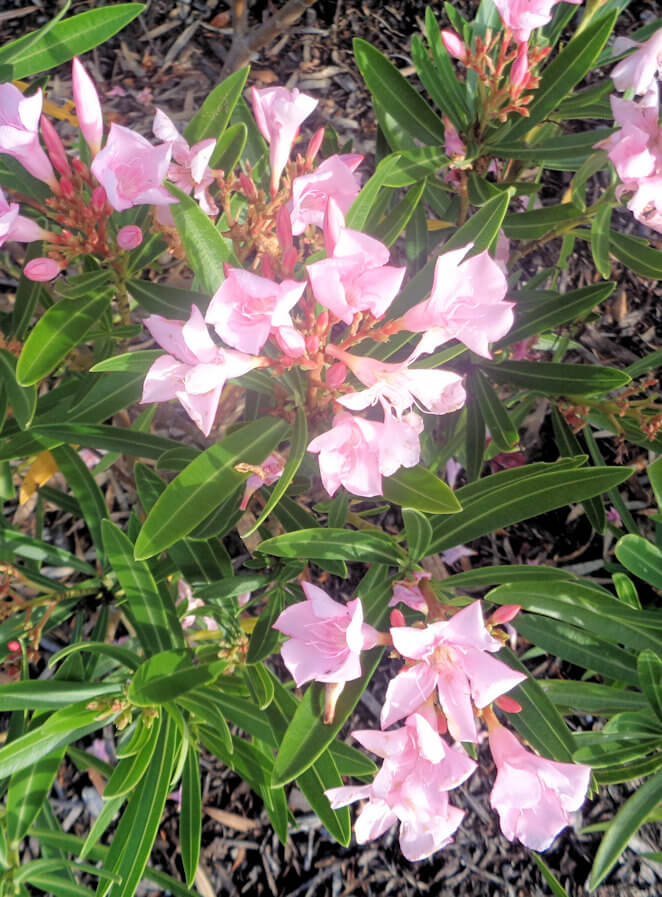 Dwarf oleanders are easy to keep inbounds UF/IFAS Extension