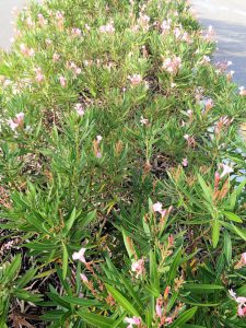 a row of bushes with light pink flowers