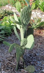 upright cactus with large green pads