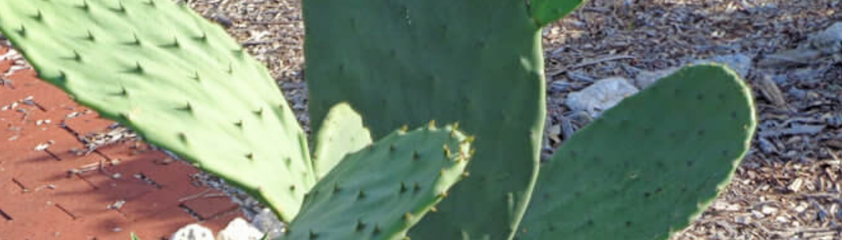 Prickly pears – pain and delight - UF/IFAS Extension Charlotte County