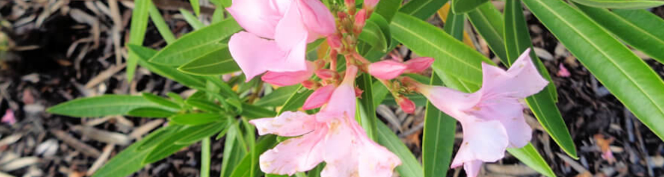 Dwarf oleanders are easy to keep in-bounds - UF/IFAS Extension ...