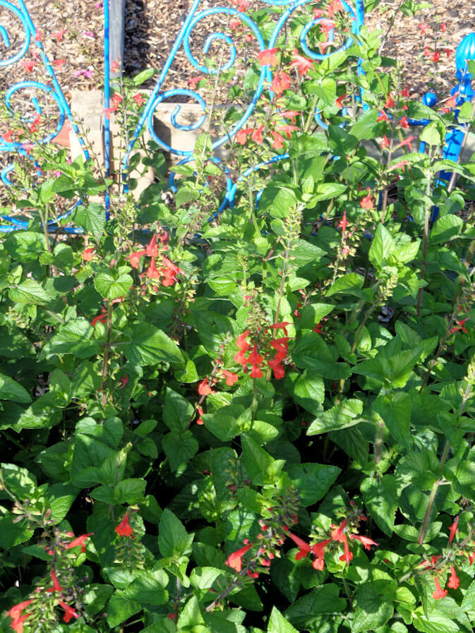 A native plant with pizazz tropical sage UF/IFAS Extension