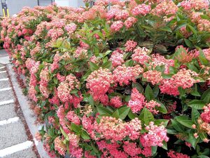 a row of bushes with clusters of pink flowers