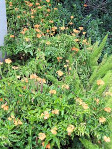 A flower bed planted with pale orange flowers