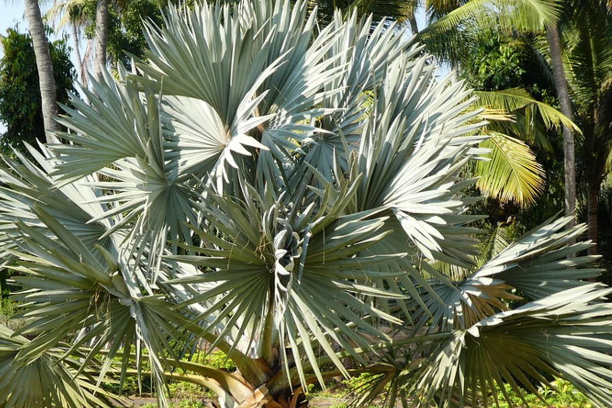 Foolproof Palm Care Bismarck Palm UF/IFAS Extension Charlotte County