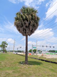 an image of a palm tree planted on a roadside