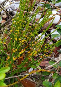 an image of a green stick-like fern with yellow bulbs covering it