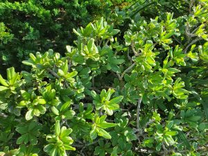 an image of a bush with green leaves tipped with white