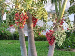 an image of three palm trees with red and green fruit