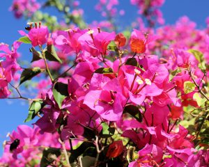 an image of a bush covered in bright pink flowers