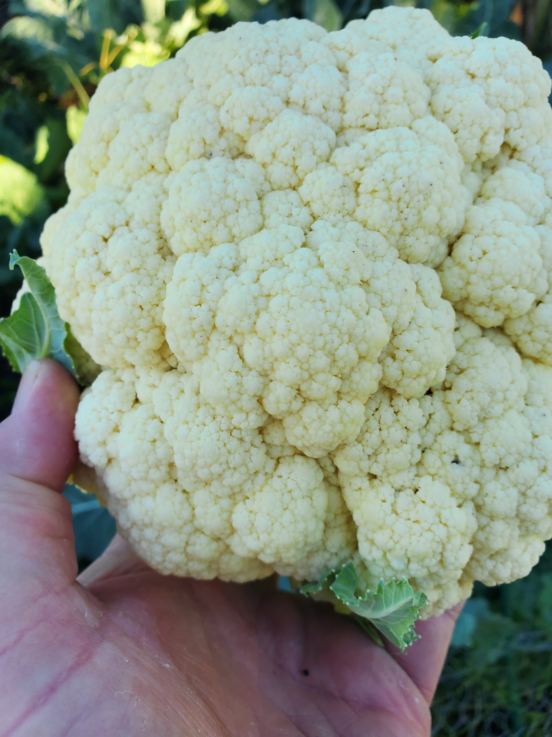 Harvest now, plant in the fall – backyard cauliflower - UF/IFAS ...